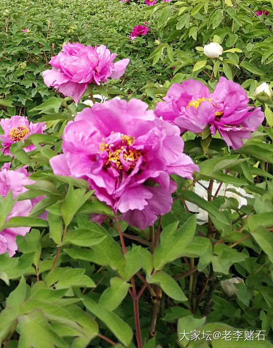 国色天香～牡丹_花植物