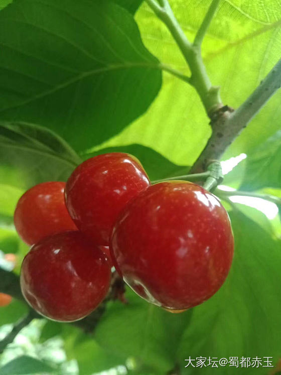 🍒熟了，这个季节必不可少哦！😄_珠串南红