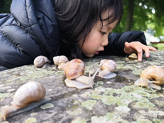 把大蜗牛家族一锅端了
雨后的小河边，发现了六七只大个蜗牛。超级大，差不多和小海螺..._闲聊