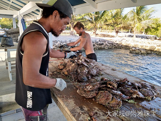 大溪地黑珍珠这段时间价格走势_商户