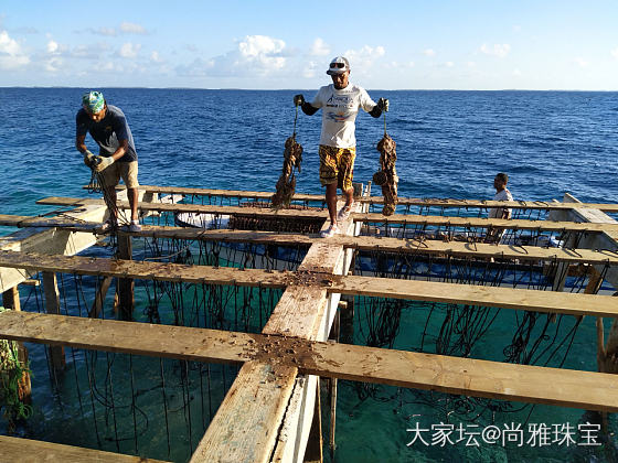 大溪地黑珍珠这段时间价格走势_商户