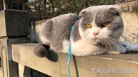 猫咪求领养_成都猫