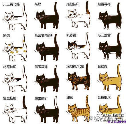 猫咪求领养_成都猫