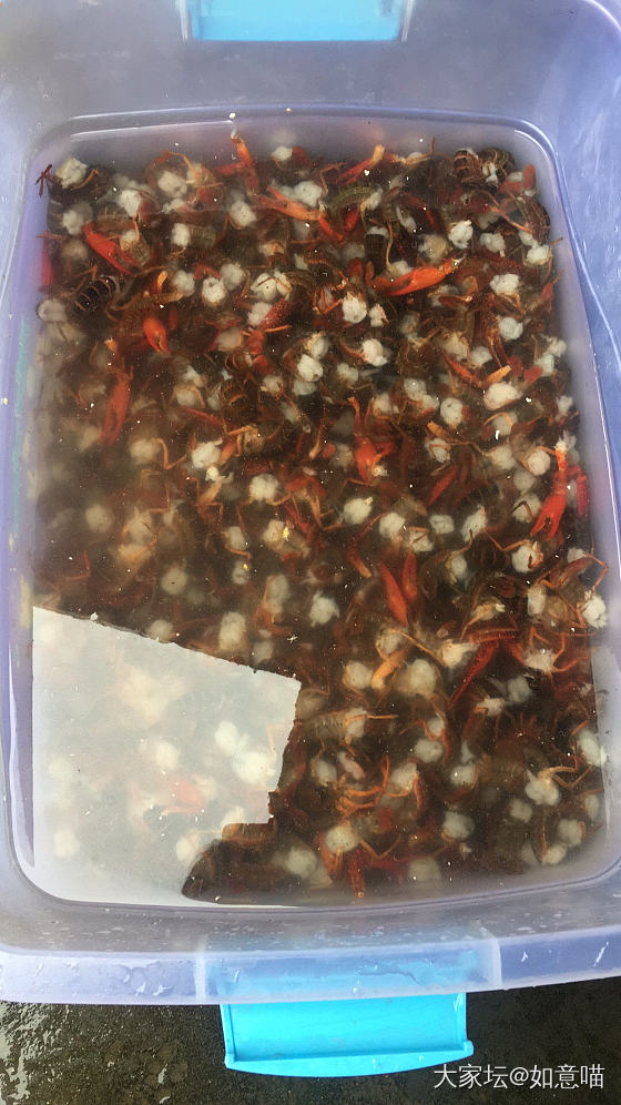 过节，70斤小龙虾共享_美食