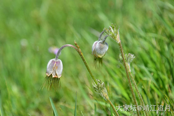 大美昭苏——白石峰（一）_景色旅游