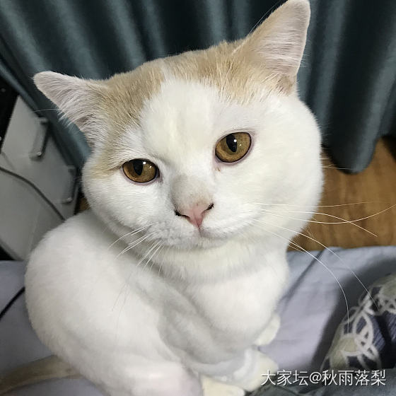求全新周生生周大福童镯一对_金