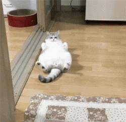 妈呀我终于养成第一只30级猫了，累死我了_天猫