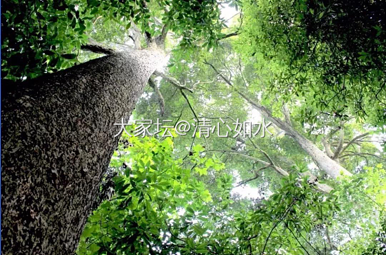 古典家具中的重器-顶箱柜_木工