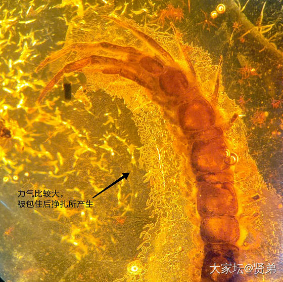 一刹那就是永恒——虫珀_虫珀