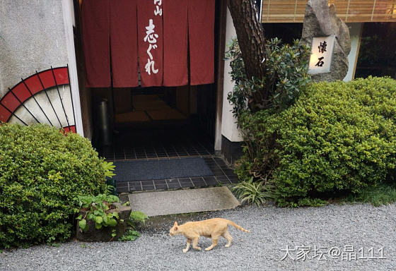 日本的橘猫_猫