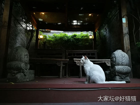 翡翠和猫猫_挂件翡翠
