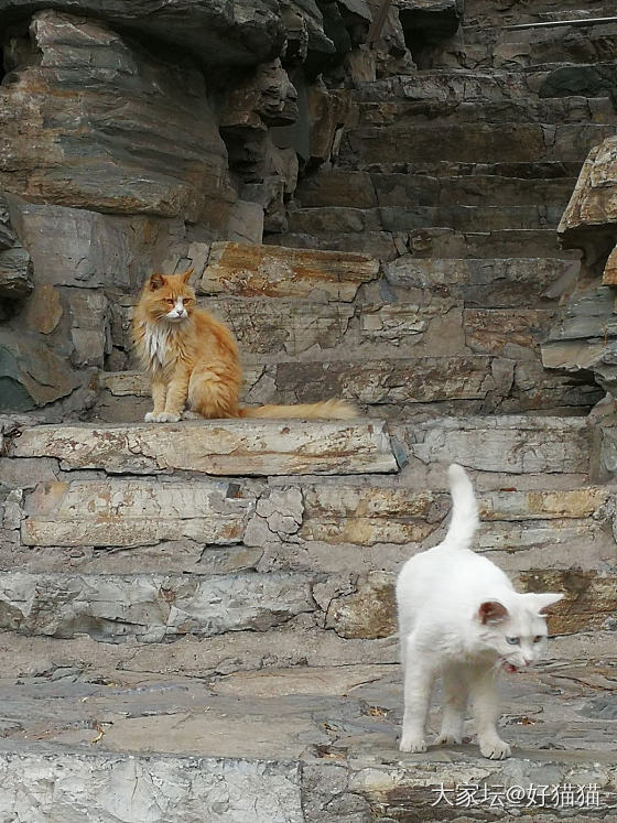 翡翠和猫猫_挂件翡翠