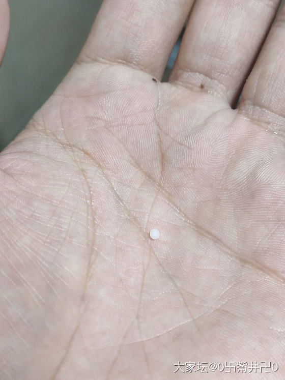 吃花蛤吃到一颗珍珠_珍珠