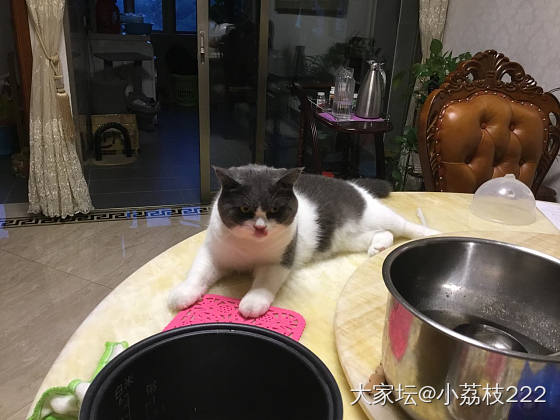 你家的主子也是这么放肆的吗？_猫