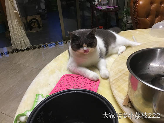 你家的主子也是这么放肆的吗？_猫