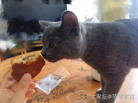 馋嘴小猫咪_美食猫