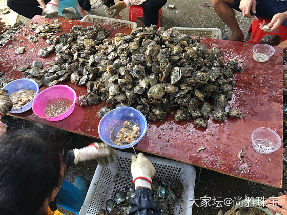 海水珍珠开珠现场_珍珠