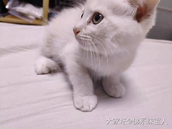 有些猫长着长着就～～_猫