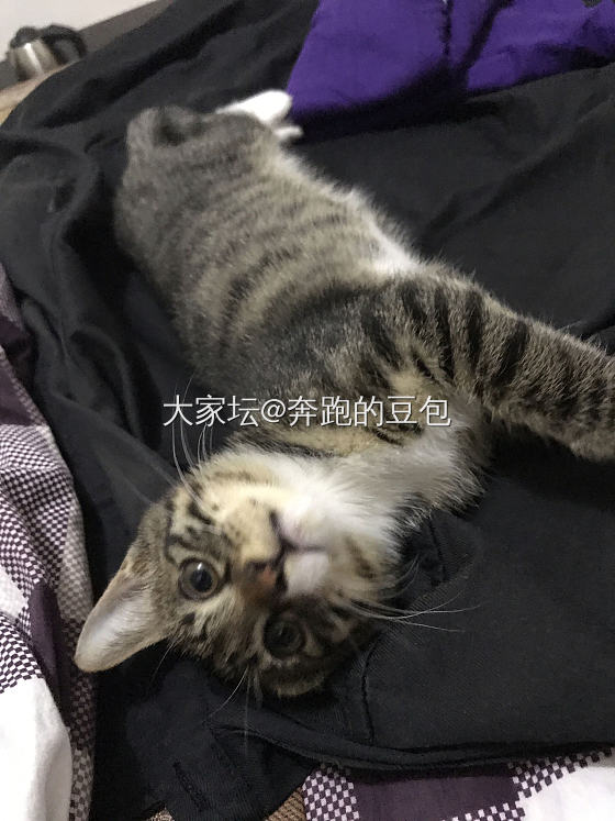 晒晒我的猫儿们_猫