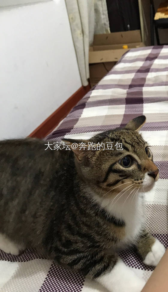 晒晒我的猫儿们_猫