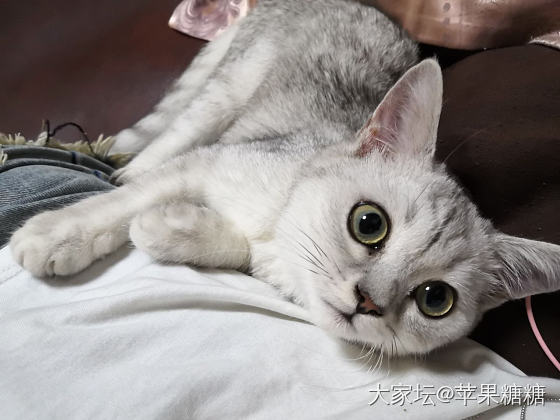 问个关于喵的问题_猫