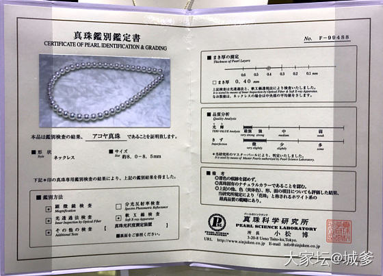 听说日本ak原蚌死了不少 akoya项链是不是要涨价了_海水珍珠