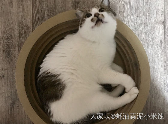 正宗中华田园喵_猫