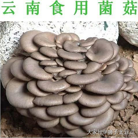 发现大狗子是个人工菌培养基地_鹦鹉