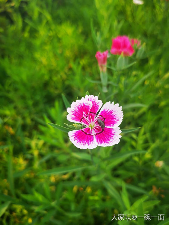 秋艳…_花