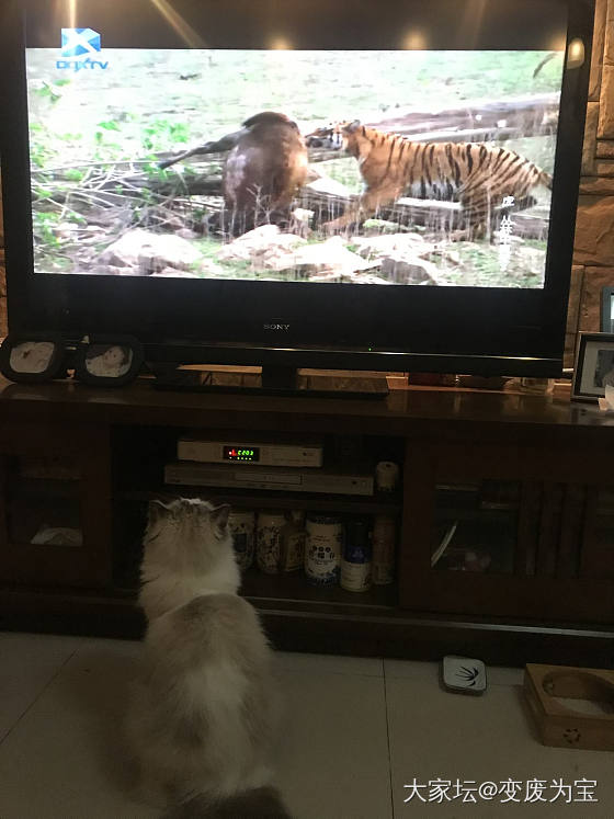 老虎最喜欢看老虎🐯😄_猫