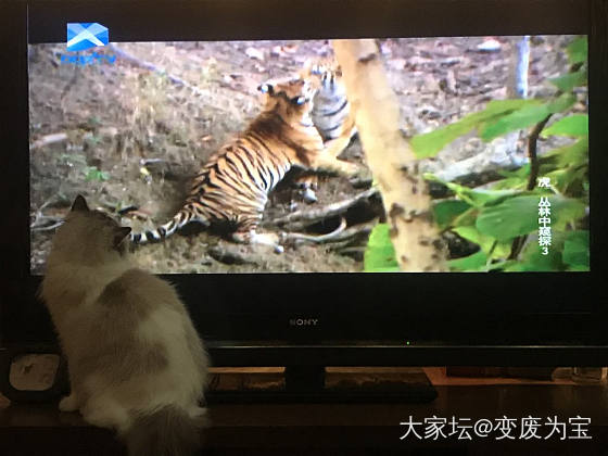 老虎最喜欢看老虎🐯😄_猫