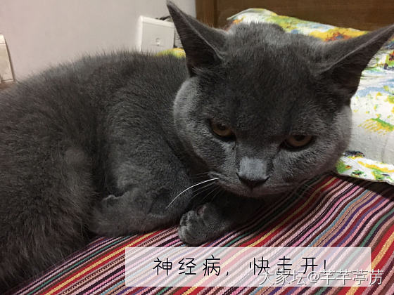 芒果宝宝很无奈_猫