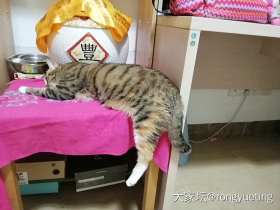 这样趴着，是不是得抑郁症啦_猫