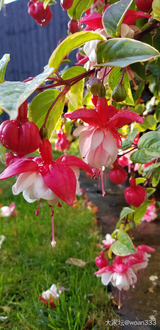 雨过天晴晒晒院里的花_花