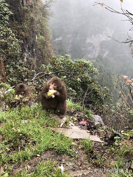 峨眉山的动物_松鼠猴旅游