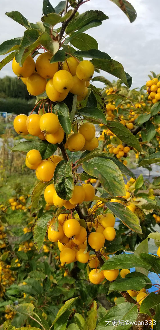 逛园子_植物