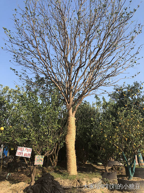 今天是选苗的一天😄_植物