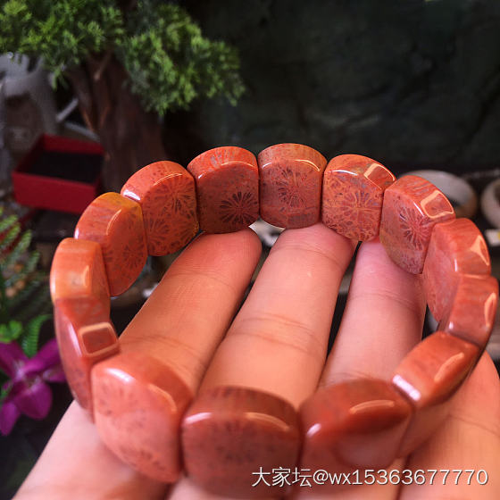 珊瑚玉手牌刚做出来就被抢了，只能欣赏了。_手排珊瑚玉