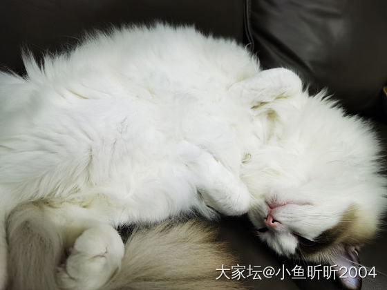 姿势还算标准吧😄_猫