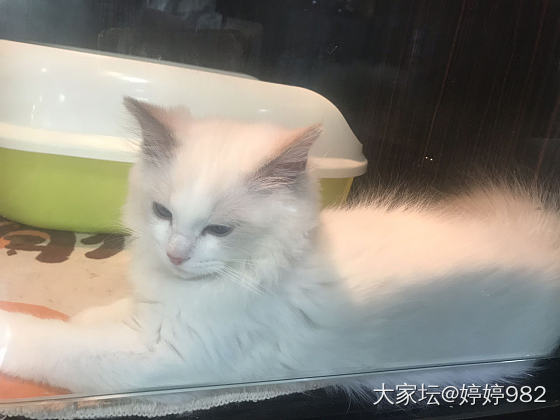 虽然没养猫，但发觉猫真美貌啊_猫