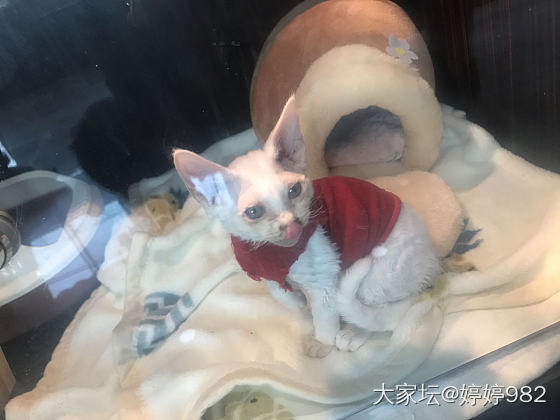 虽然没养猫，但发觉猫真美貌啊_猫