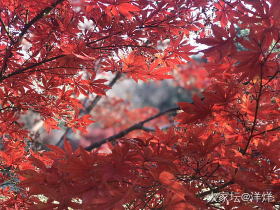 年年枫叶红，今年最沉醉。_叶