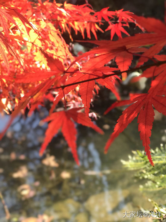 年年枫叶红，今年最沉醉。_叶