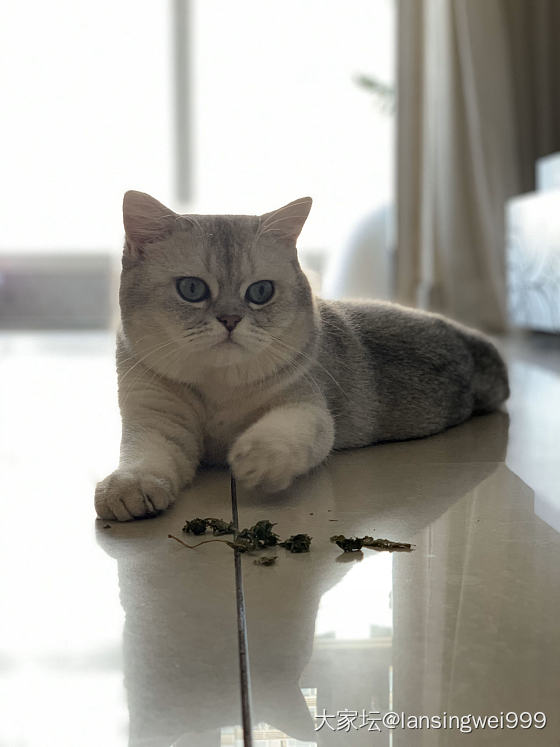 有没有猫片？_猫