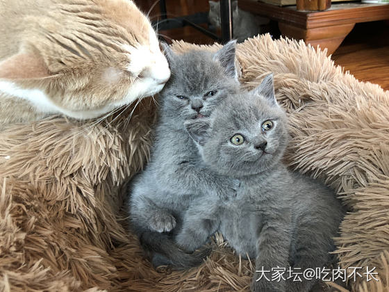 有没有猫片？_猫