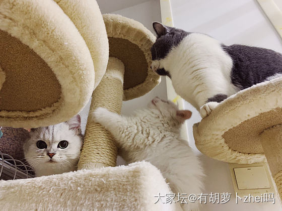 有没有猫片？_猫