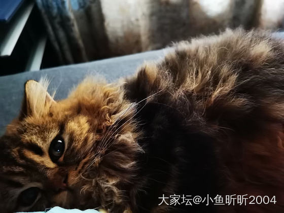 新成员🥰_猫