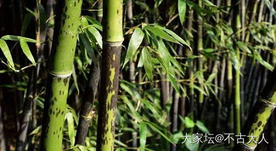 【入世】莫听穿林打叶声_和田玉