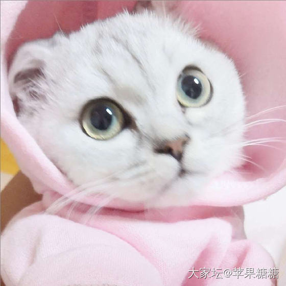 可盐可甜可油腻，百变妮妮😂_猫