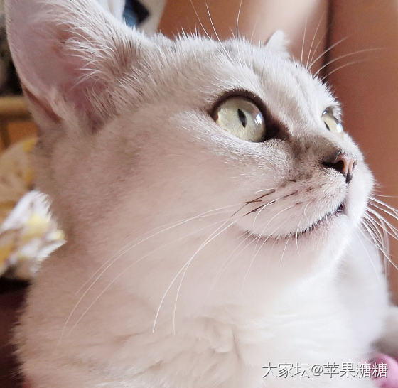 可盐可甜可油腻，百变妮妮😂_猫